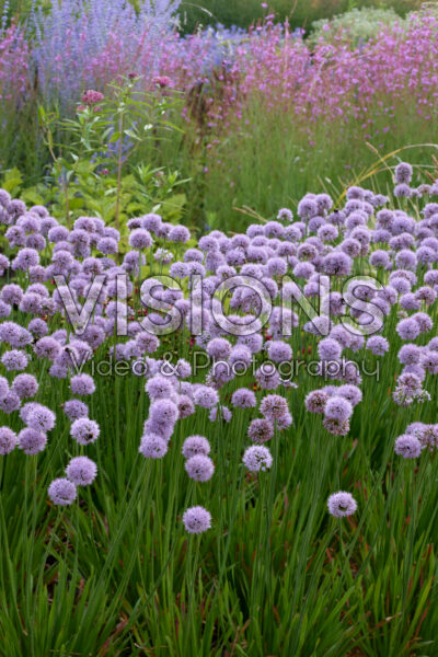 Allium