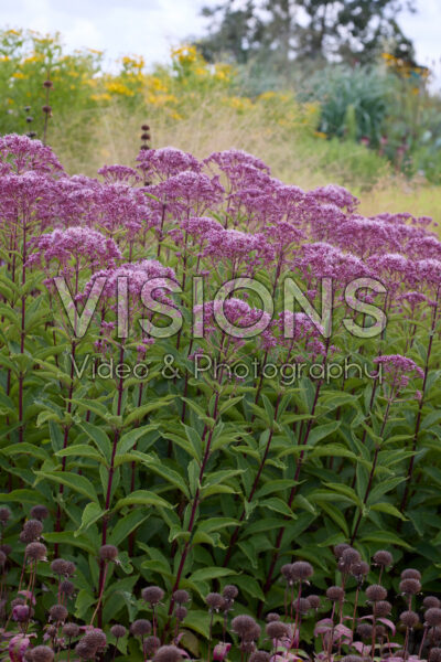 Eupatorium maculatum Eupatorium maculatum