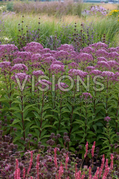 Eupatorium maculatum Eupatorium maculatum