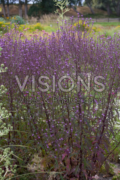 Verbena hastata