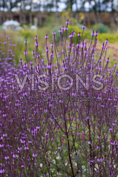Verbena hastata