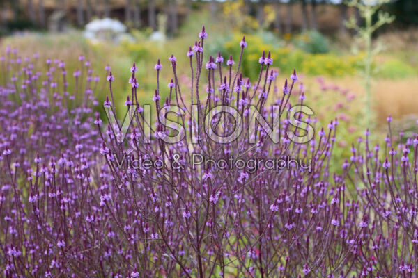 Verbena hastata Verbena hastata