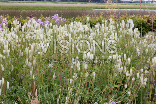 Sanguisorba Sanguisorba