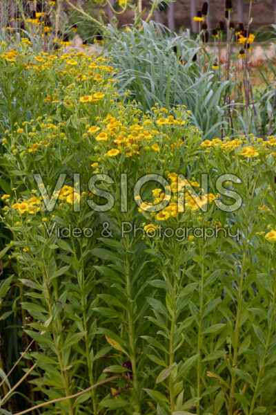 Helenium