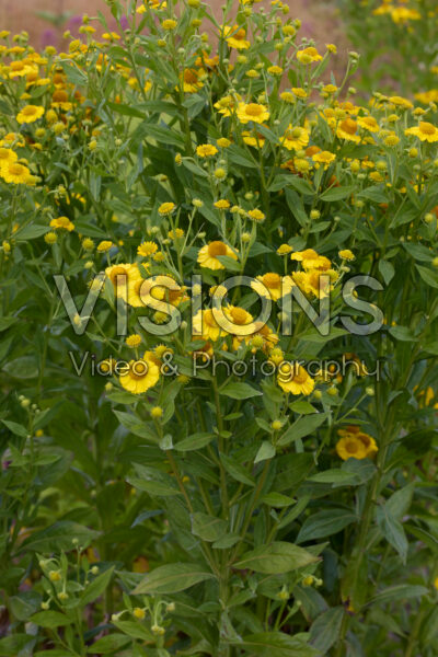 Helenium Helenium