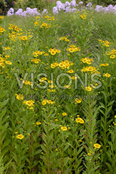 Helenium