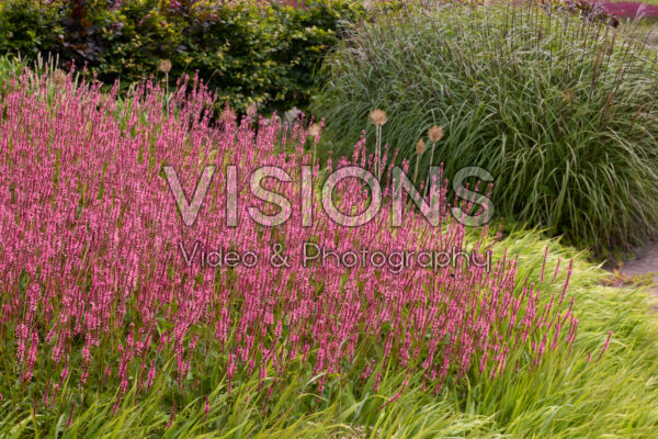 Persicaria amplexicaulis