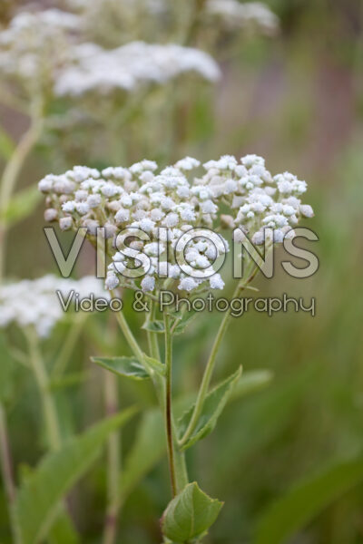 Parthenium integrifolium