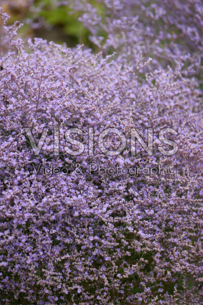Limonium