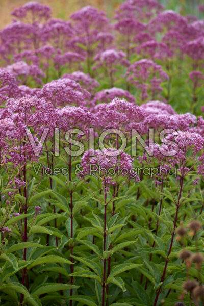 Eupatorium maculatum Eupatorium maculatum