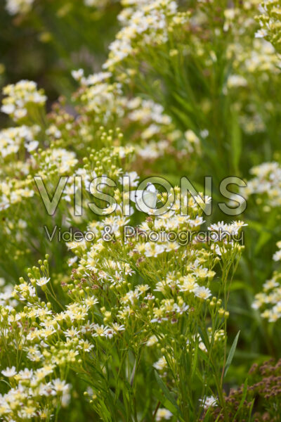 Solidago ptarmicoides