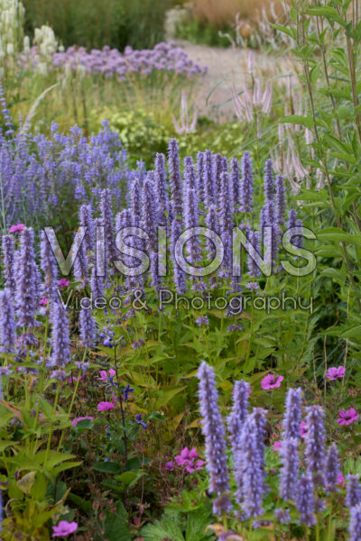 Agastache