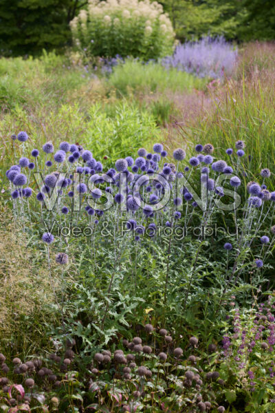 Echinops ritro Veitch's Blue