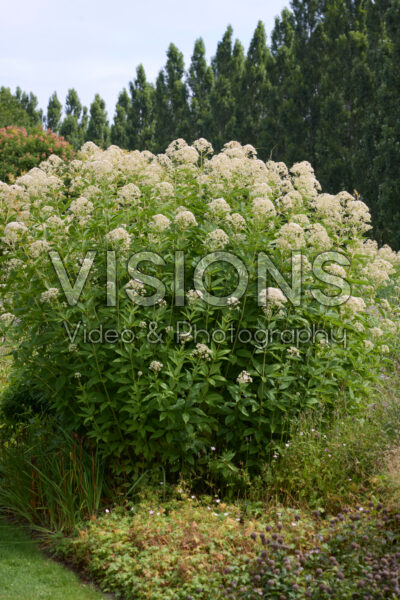 Eupatorium maculatum Snowball®