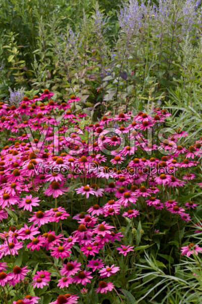 Echinacea purpurea Fatal Attraction Echinacea purpurea Fatal Attraction