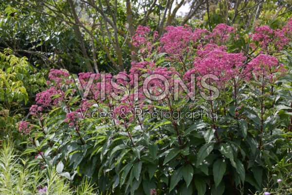 Eupatorium maculatum Riesenschirm