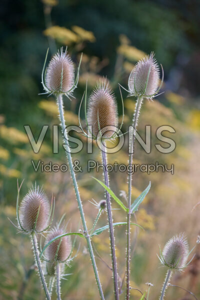 Dipsacus fullonum Dipsacus fullonum