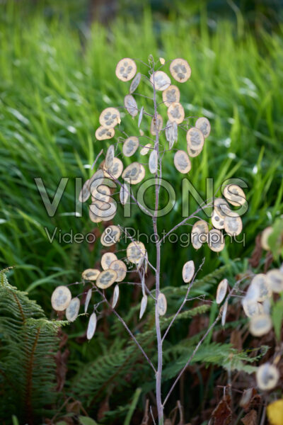 Lunaria annua