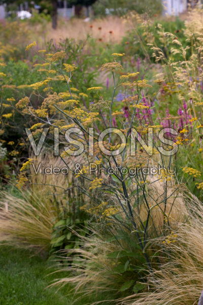 Foeniculum vulgare