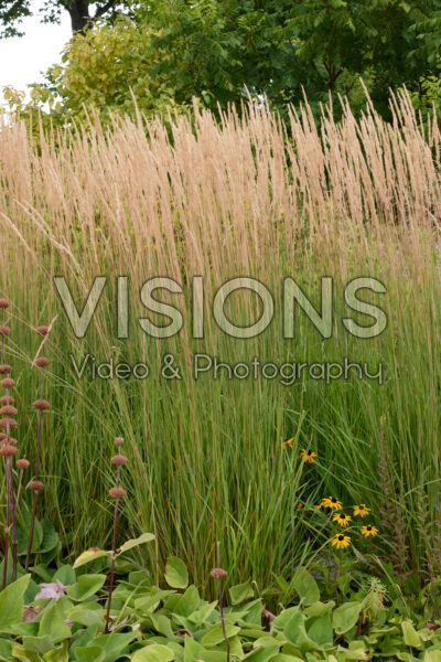 Calamagrostis x acutiflora Karl Foerster Calamagrostis x acutiflora Karl Foerster