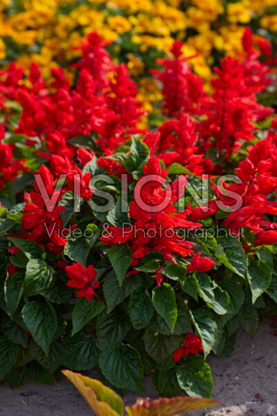 Salvia splendens Fire Breather Red