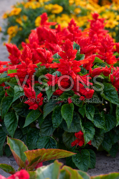 Salvia splendens Fire Breather Red Salvia splendens Fire Breather Red