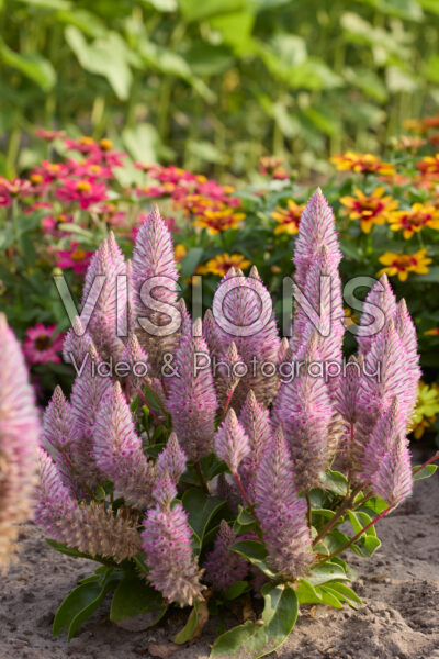 Ptilotus exaltatus Matilda