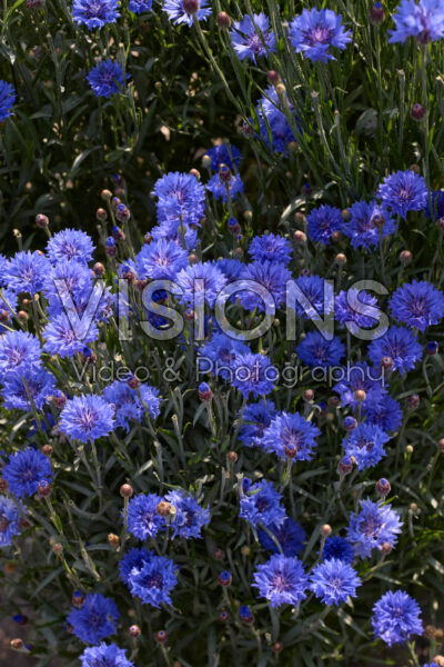 Centaurea cyanus Florence Blue Centaurea cyanus Florence Blue
