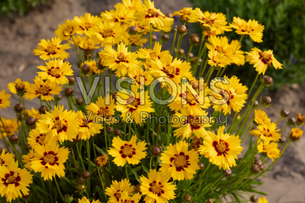 Coreopsis grandiflora Andiamo Yellow Red Coreopsis grandiflora Andiamo Yellow Red