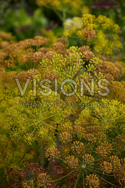 Anethum graveolens