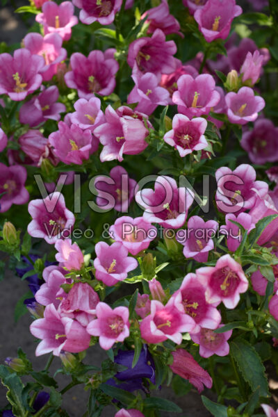 Campanula medium Champion 2 Rose Campanula medium Champion 2 Rose