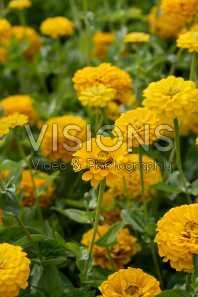 Zinnia elegans Benary’s Giant Golden Yellow Zinnia elegans Benary’s Giant Golden Yellow