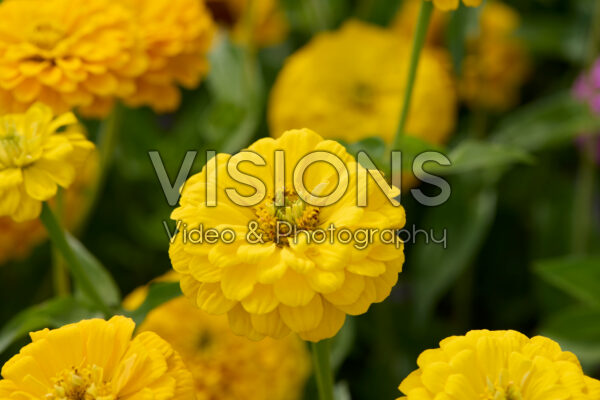 Zinnia elegans Benary’s Giant Golden Yellow Zinnia elegans Benary’s Giant Golden Yellow