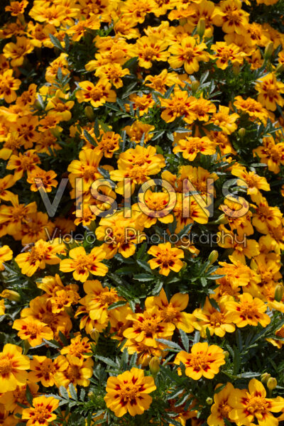 Tagetes patula Disco Granada