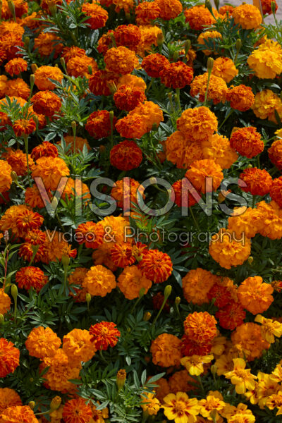 Tagetes patula Zenith Red Tagetes patula Zenith Red