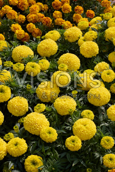 Tagetes erecta Proud Mari Yellow