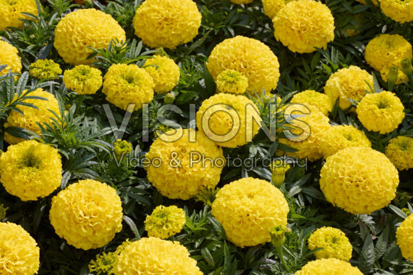 Tagetes erecta Proud Mari Yellow Tagetes erecta Proud Mari Yellow