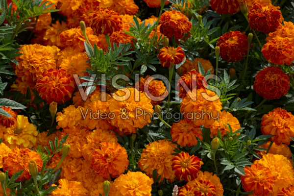 Tagetes patula Zenith Red Tagetes patula Zenith Red