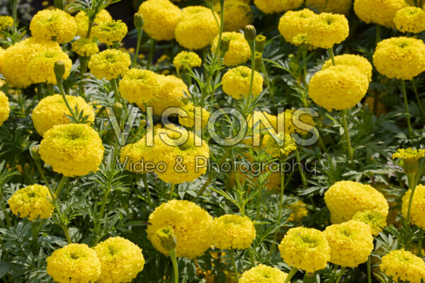 Tagetes erecta Coco Yellow