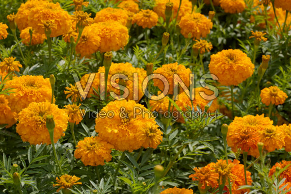 Tagetes erecta Coco Gold Tagetes erecta Coco Gold