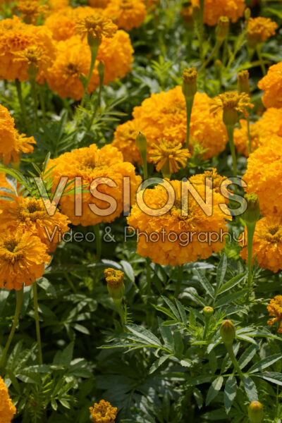Tagetes erecta Coco Gold
