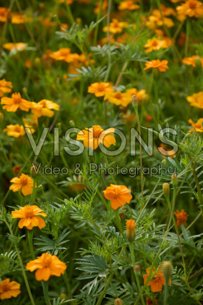 Tagetes patula Ground Control
