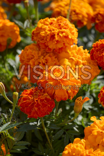 Tagetes patula Zenith Red