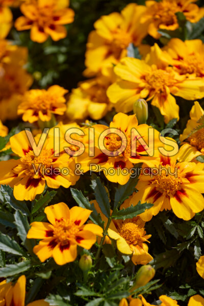 Tagetes patula Disco Granada