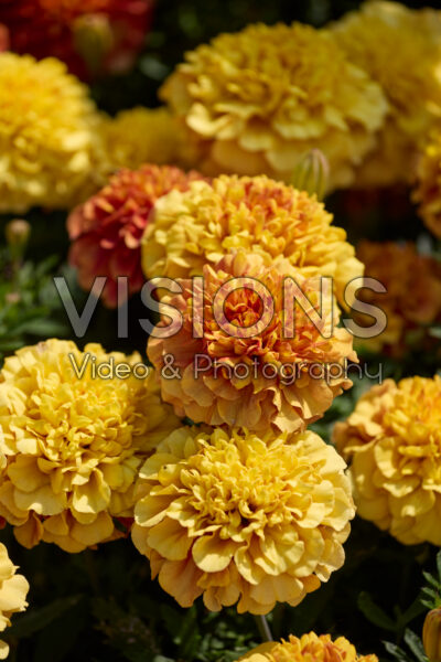 Tagetes patula Strawberry Blonde