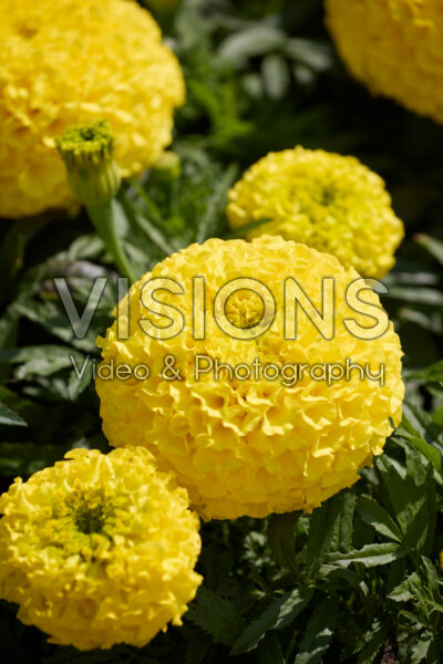 Tagetes erecta Proud Mari Yellow