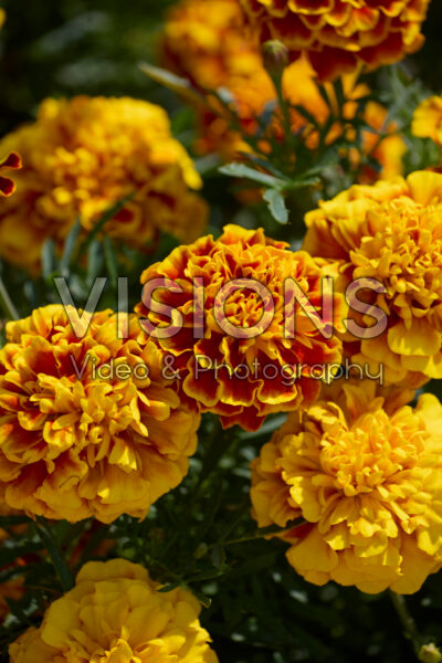 Tagetes patula Bonanza Bee Tagetes patula Bonanza Bee