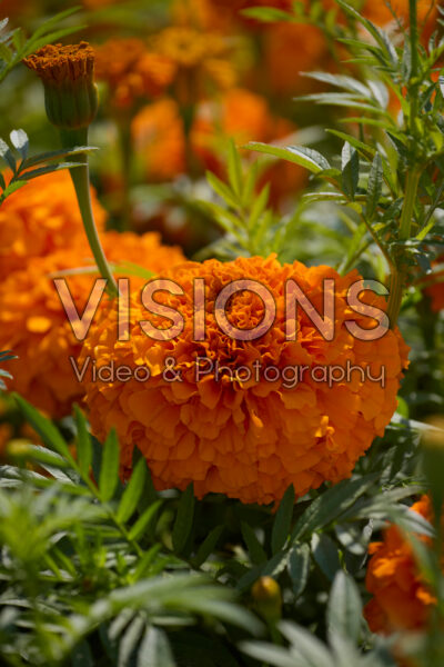Tagetes erecta Coco Deep Orange Tagetes erecta Coco Deep Orange