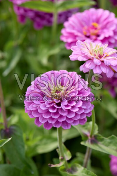 Zinnia elegans Benary’s Giant Lilac