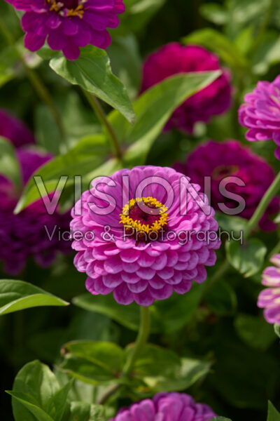 Zinnia elegans Benary’s Giant Purple